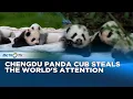 So Cute! Chengdu's Baby Pandas Steal Hearts