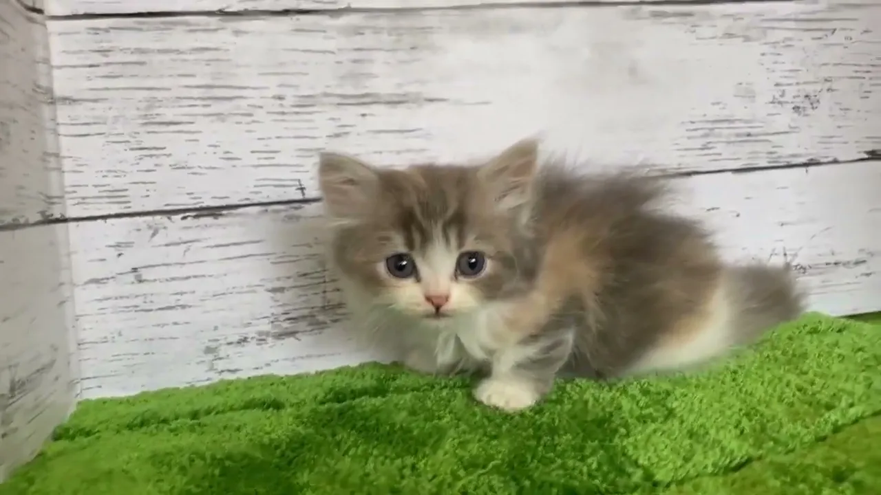 動画