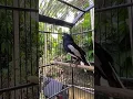 Download Lagu Kacer gacor ngeplong pancingan ampuh#burung #kacer #kacergacor #kacerngeplong #birds