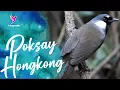 Download Lagu Poksay Hongkong Betina | Suara Pancingan Dan Masteran Poksay Hongkong Mantap Malas Dan Macet Bunyi