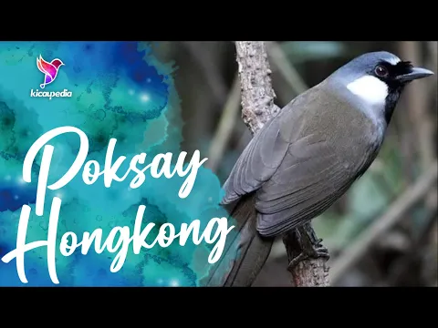 Download MP3 Poksay Hongkong Betina | Suara Pancingan Dan Masteran Poksay Hongkong Mantap Malas Dan Macet Bunyi