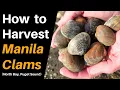 How to Harvest Manila Clams