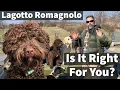 Lagotto Romagnolo Is It Right For You