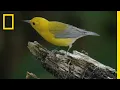 Download Lagu Feathers in Flight: The Bird Genoscape Project | National Geographic