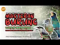 Download Lagu Masteran Cendet Tembakan Kasar 2025 | Kombinasi Tengkek Buto, Jingjing Petulak, Katem Kapas Tembak