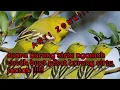 Download Lagu suara pikat burung sirtu ngamuk,tarung/pancingan burung sirtu bahan agar mau bunyi !!!!