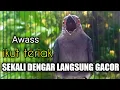 Download Lagu Srigunting Abu Abu Gacor TERCEPAT MEMANCING EMOSI Srigunting Lain Agar IKUT GACOR