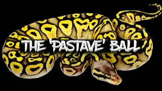 Download The 'Pastave' Ball Python MP3