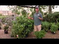 What Not to Do to Your Rhododendrons