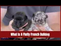 What is a Fluffy French Bulldog