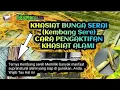 Ilmu Pengaktifan Kembang Sere.(BUNGA SERAI)|Ternyata ada energi Supranatural yang terkandung.