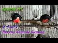 Download Lagu Suara Burung Kemade Gunung