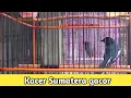 Download Lagu Kacer Sumatra kacor suara melengking