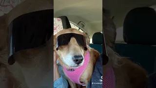 I love my dog. Actually, it’s not my dog, it’s my son‘s dog, we watch it all the time so he’s ours