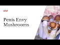 Penis Envy Mushrooms The World s Strongest Psychedelic Mushroom