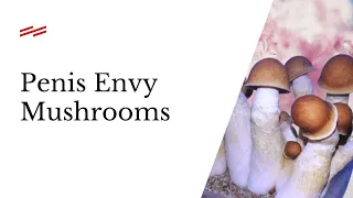 Download Penis Envy Mushrooms: The World’s Strongest Psychedelic Mushroom MP3