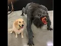 DOG VS WEREWOLF MEME COMPILATION