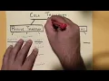Cell Transport Diagram