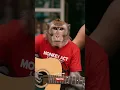 Download Lagu viral monyet main gitar di minimarket rusia #themonkey #smartgroup #shorts #empudstudio