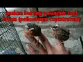 Download Lagu anakan burung pelanduk topi hitam