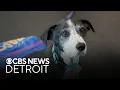 Meet Doodles and Zippy two adoptable dogs with Michigan Humane