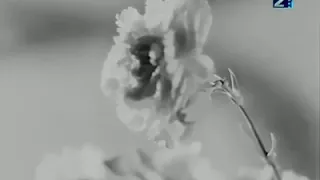 أوبريت الزهور محمد فوزي 