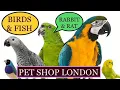 THE PET SHOP IN LONDON