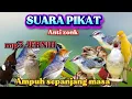 Download Lagu PIKAT BURCIL KOMBINASI SOGON RIBUT DAN KONIN RIBUT MP3 ANTI ZONK SUARA JERNIH