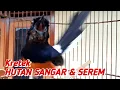 Download Lagu Kretekan SANGAR \u0026 SEREM Murai Hutan NEMBAK NEMBAK