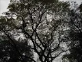 阿桑 - 葉子