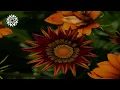 Sam Deep, Njelic, Aymos - Isgubhu (Lyrics)