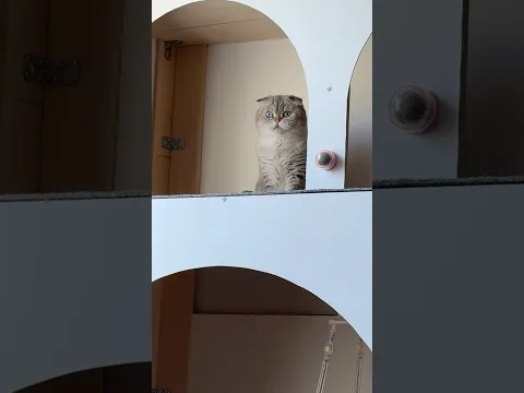 Сон приснился