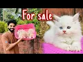 Persian kittens for sale Quality kittens Persian cat White persian cat Persian cat price