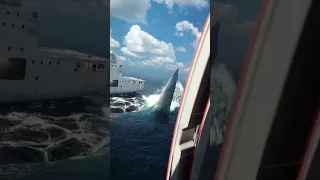 ماذا لو لم ينقرض هذا الحيوان صدمة 