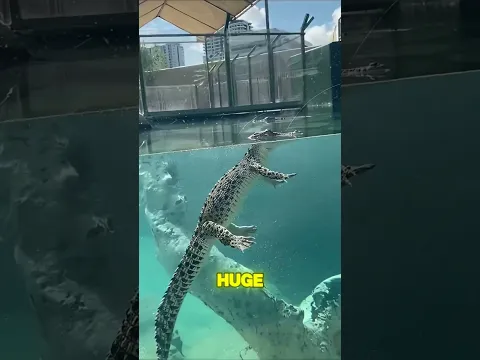 Animals From Different Angle Look Like 😂#shorts #animals