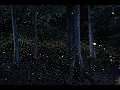 Download Lagu Photuris - Synchronous Fireflies of Congaree National Park