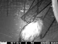 Tractor supply hog trapping gate