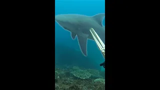 BIG BULLSHARK in BRISBANE! #shorts