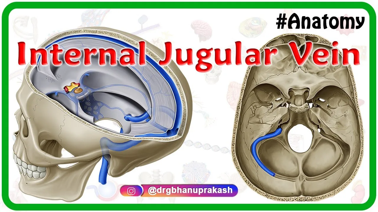 Internal jugular vein - Gross anatomy of Head and neck  medical animation