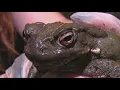 Phoenix Herpetological Society warns of toxic toad being seen by many in the Valley