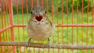 burung masteran flamboyan gacor