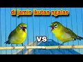 Download Lagu Pleci Ngalas Manggil Pleci lain || Pleci Gacor Nembak Memancing lawan
