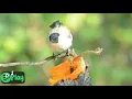 Download Lagu Suara burung kombinasi, versi kutilang!! pikat semua burung