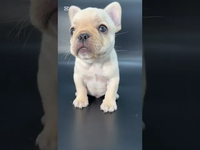 動画