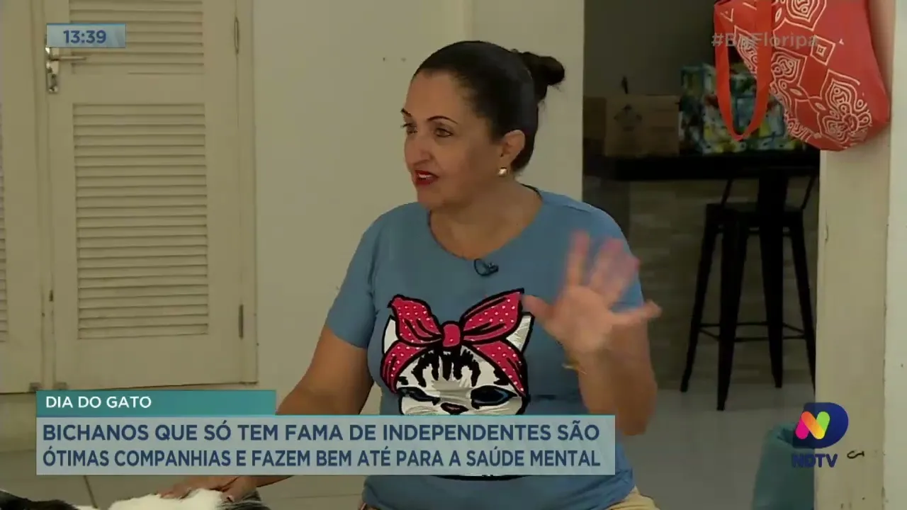 Dia do Gato: bichanos que só tem fama de independentes são ótimas companhias