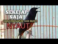 Lagu PANCINGAN MURAI BATU biar Emosi lawan jadi NYAUT BUNYI GACOR BONGKAR materi ISIAN 