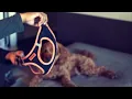 Voyager Step-In Air Dog Harness link in description