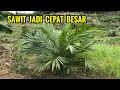 Lagu Tips merawat sawit baru tanam agar cepat besar