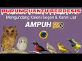 Download Lagu Suara pikat burung kecil; Suara Sogon \u0026 Konin  terancam VS Burung hantu mendesis #burungmadu