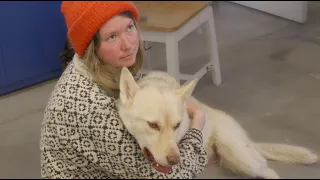 Life in Greenland – Our Dog is Getting a Surgery